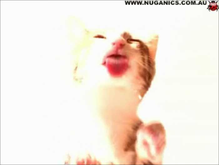 best of Screensaver Cat lick