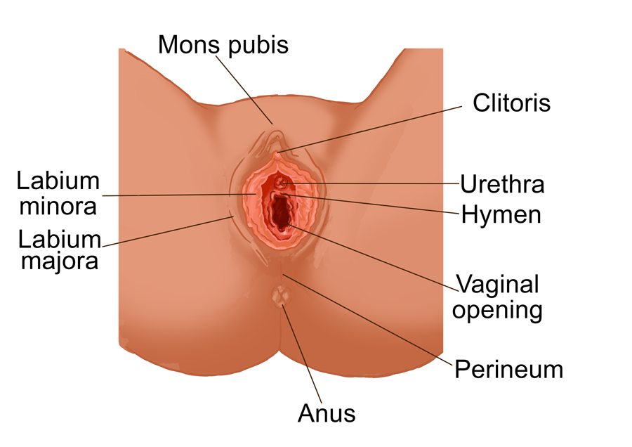 Longhorn reccomend Clitoris size unusual