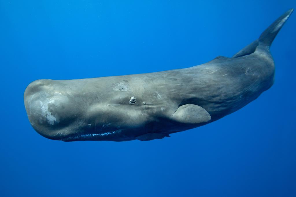best of Project Sperm whale