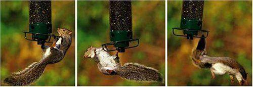 Mulberry reccomend Swinging squirrel guard