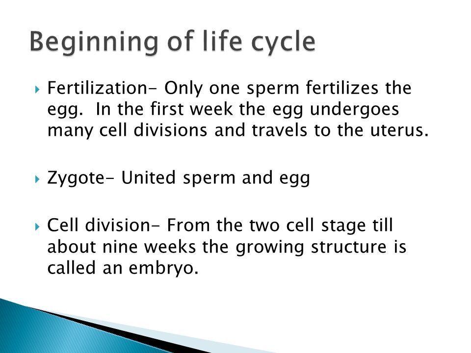 Why can only one sperm fertilize an egg