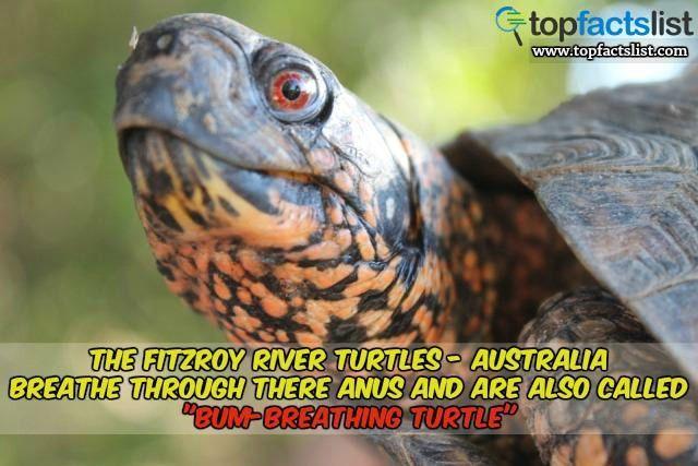 Turtles breathe out of their anus