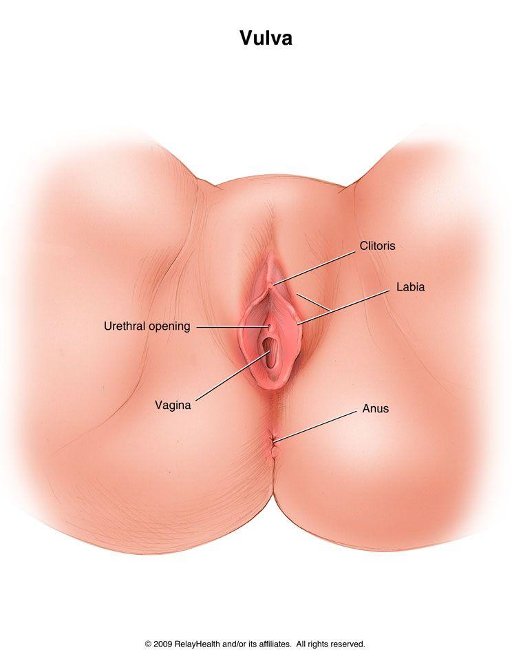 Woman vulva
