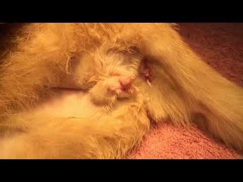 Tapeworm pull anus cat
