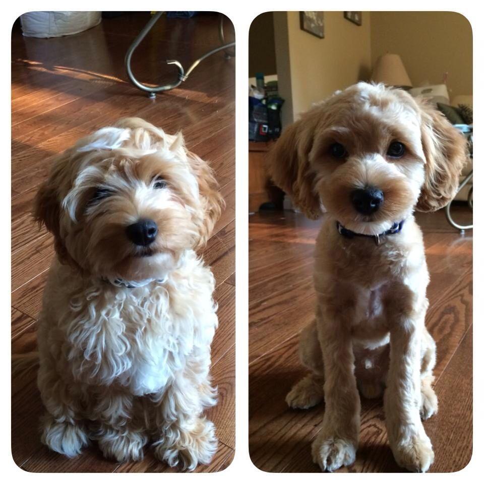 Will a cockapoos hair grow in differently after being shaved