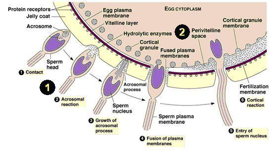 Gucci reccomend Diagrams of sperm and egg