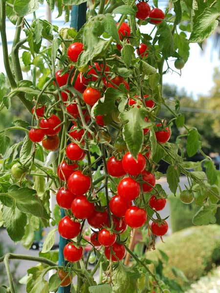 best of Tomato Mature cherry