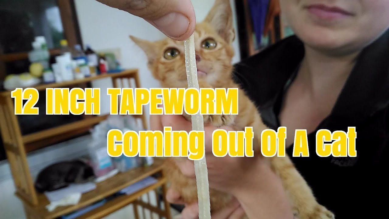 best of Pull anus cat Tapeworm