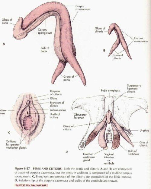 Snicky S. reccomend Normal clitoris length