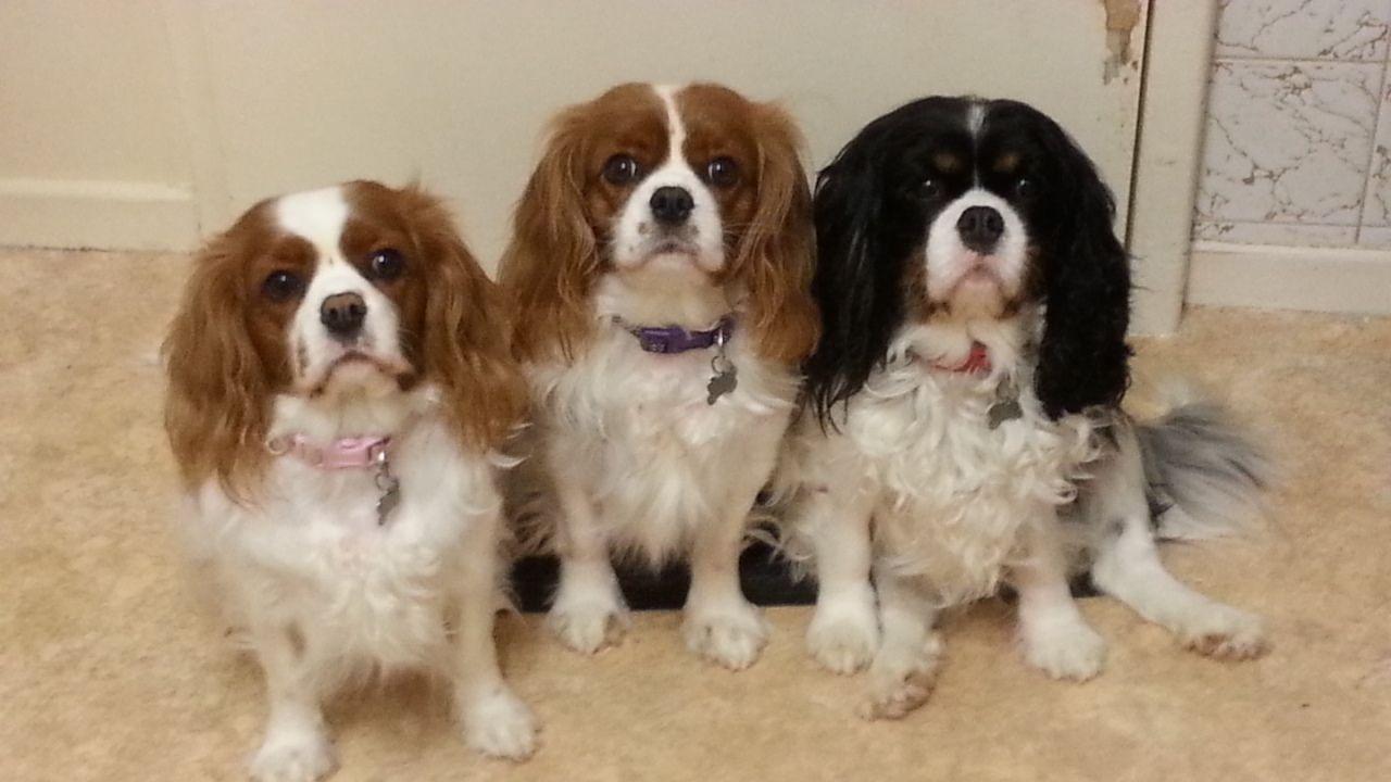 Mouse reccomend King charles spaniel adult for sale