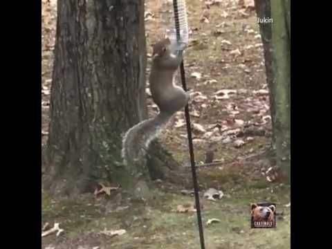 Swinging squirrel guard