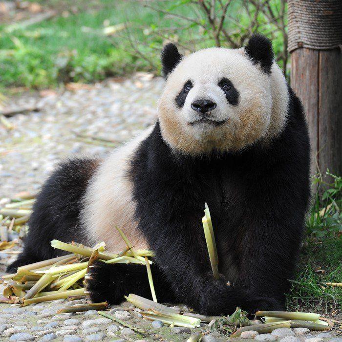 best of Bear Adult panda
