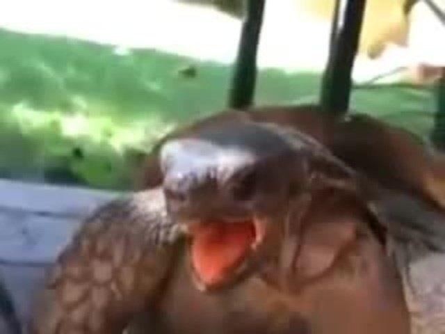 Turtle having orgasm
