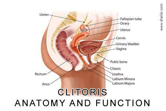 Normal clitoris length