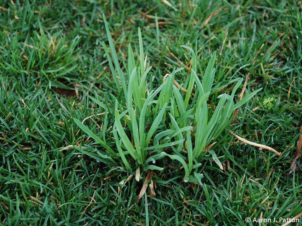 best of Grass lawn mature of Identification tall