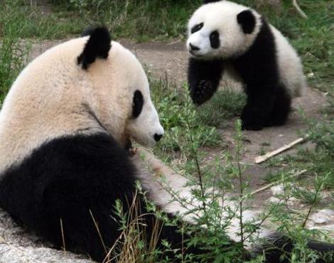 best of Bear Adult panda