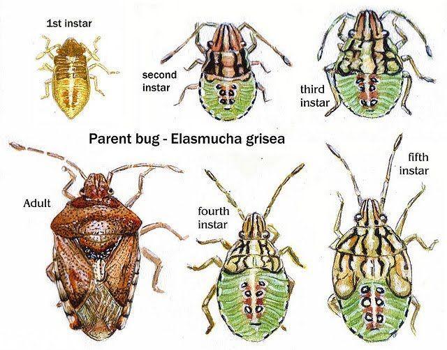 best of Metamorphosis produced insects after mature Adult sexually