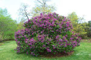 best of Lilac Care for a bush mature