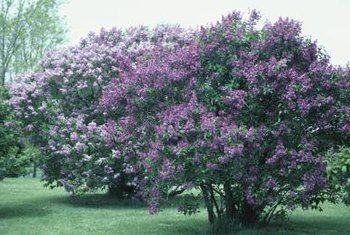 Mad M. reccomend Care for a mature lilac bush