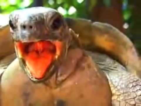 Punkin reccomend Turtle having orgasm