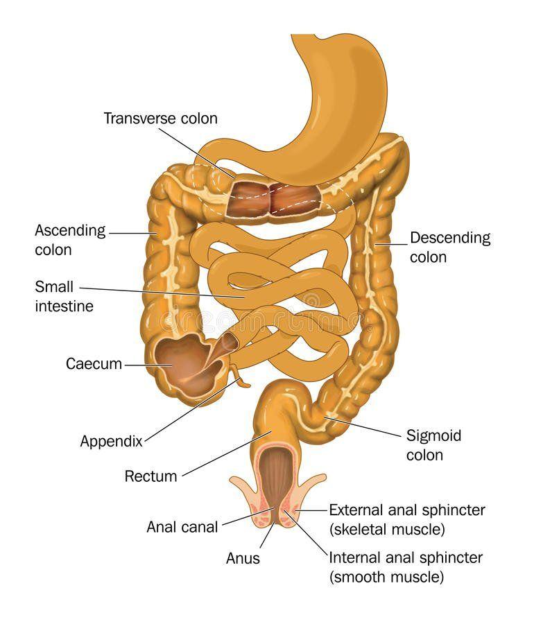 Banana B. reccomend Her stomach was full intestine anus