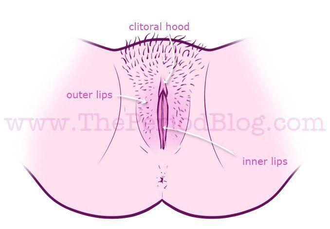 Diagram of virgin vagina
