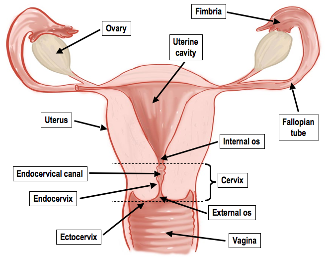 best of Womans Diagram organ sex