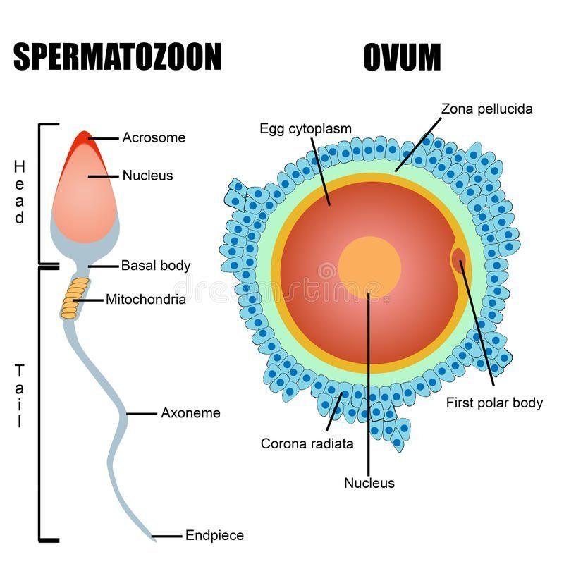best of Egg sperm Diagrams of and