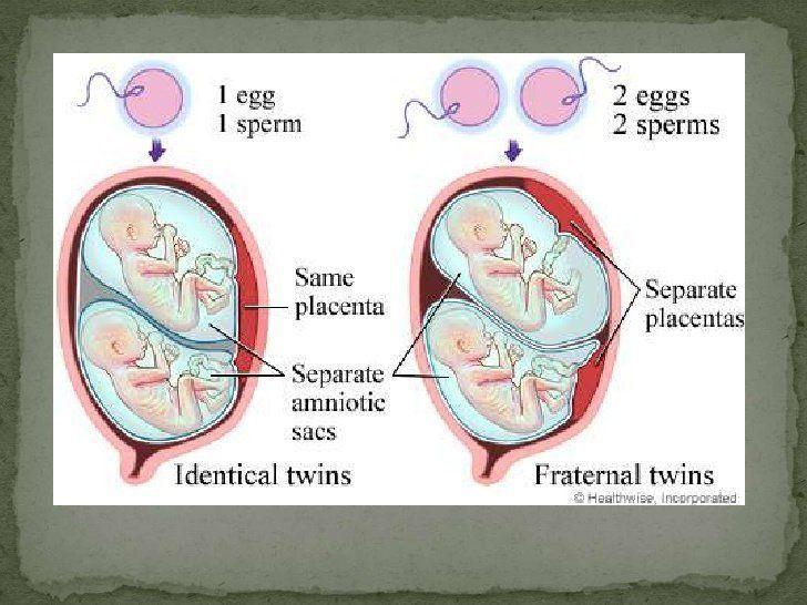 Why can only one sperm fertilize an egg