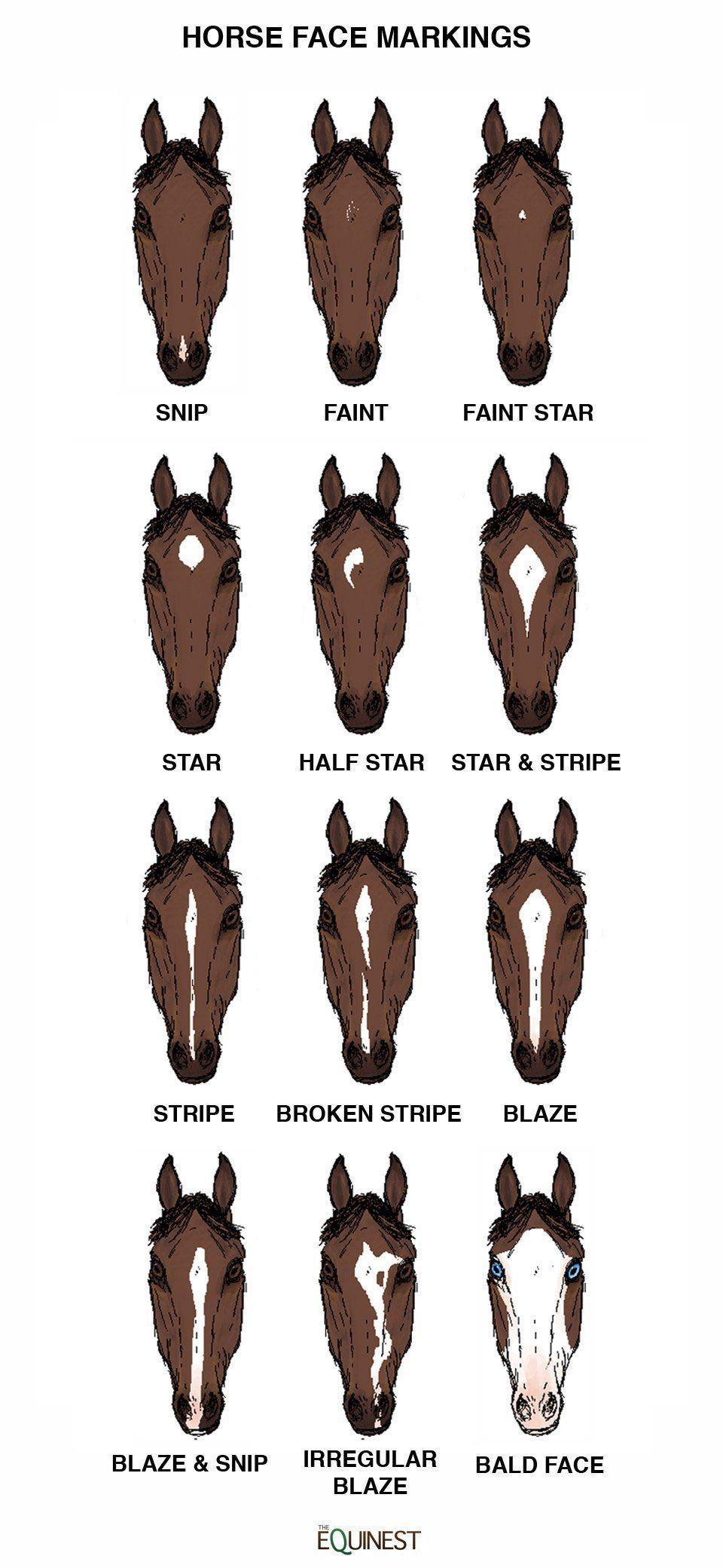 Equine facial marking