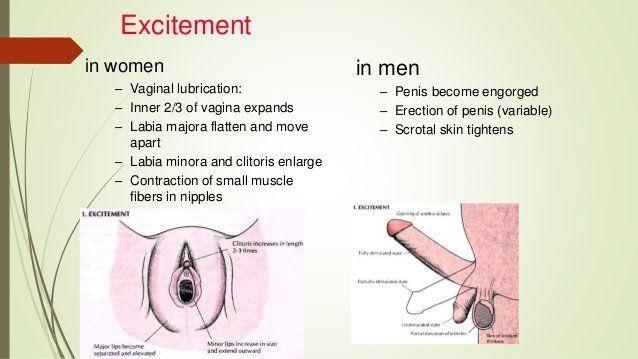 Terminator reccomend Vagina and penis copulation