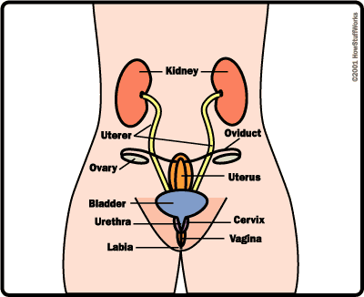 best of Womans Diagram organ sex