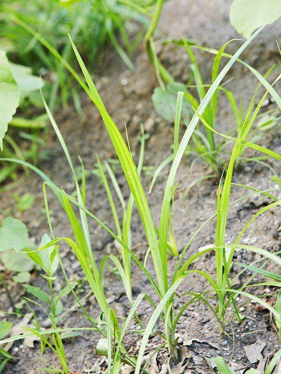 Identification of tall mature lawn grass
