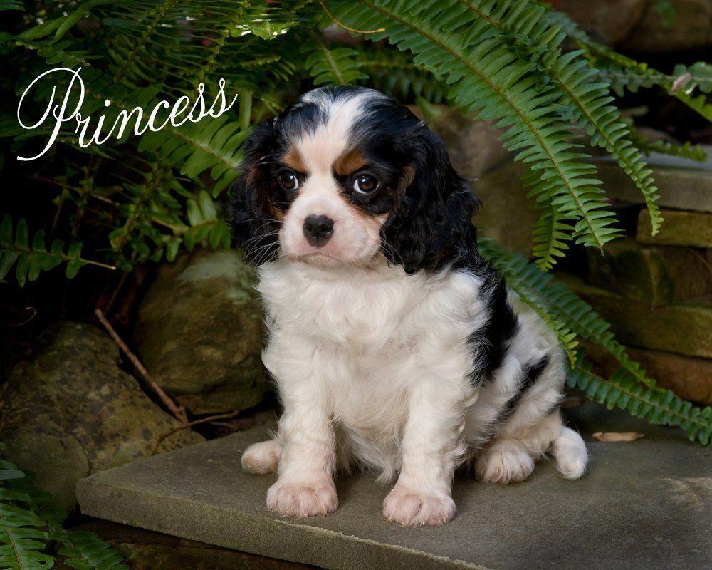 King charles spaniel adult for sale