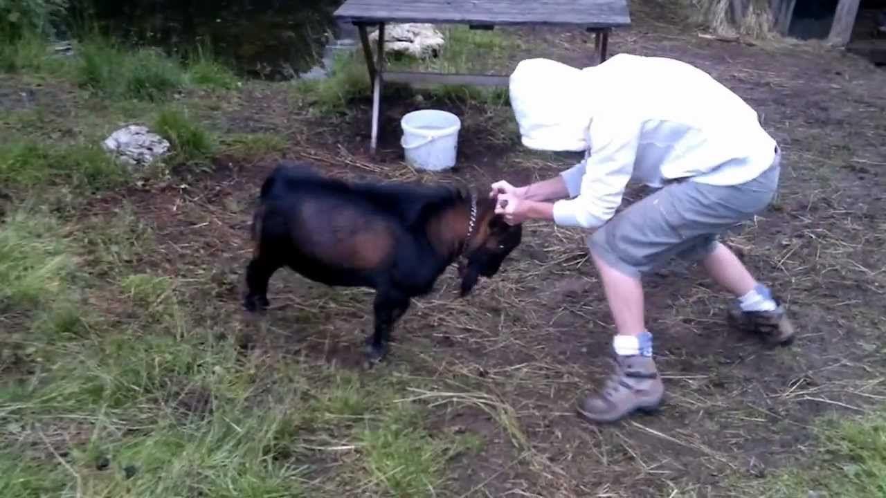 Black L. reccomend Midget with goat