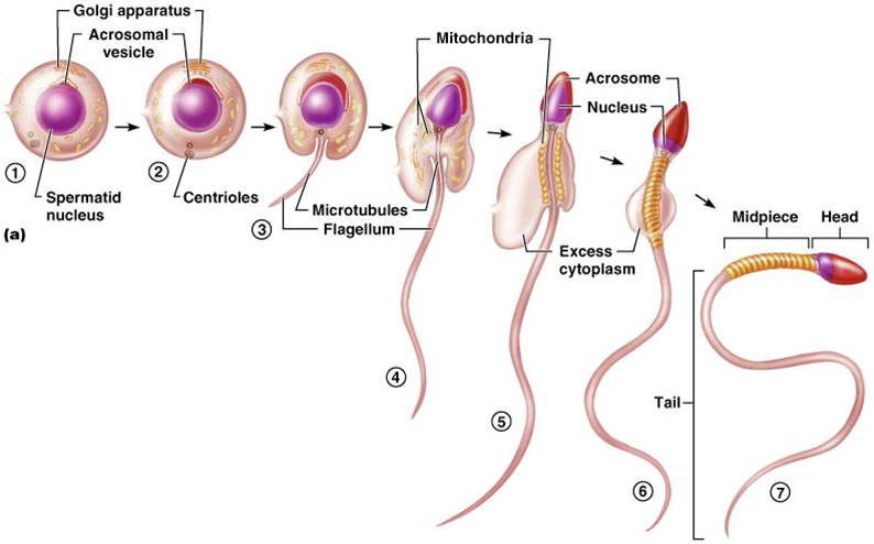 Sperm life period